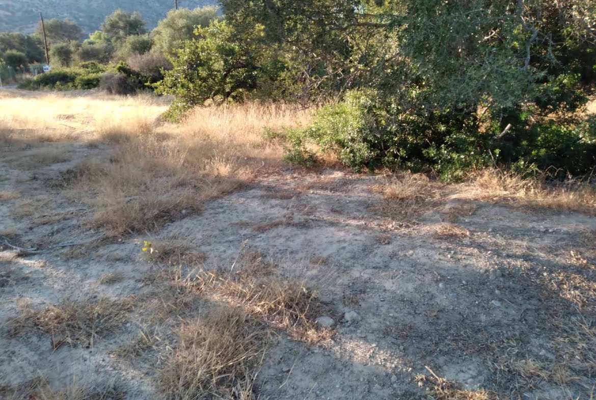 Field near the beach of Agia Galini.