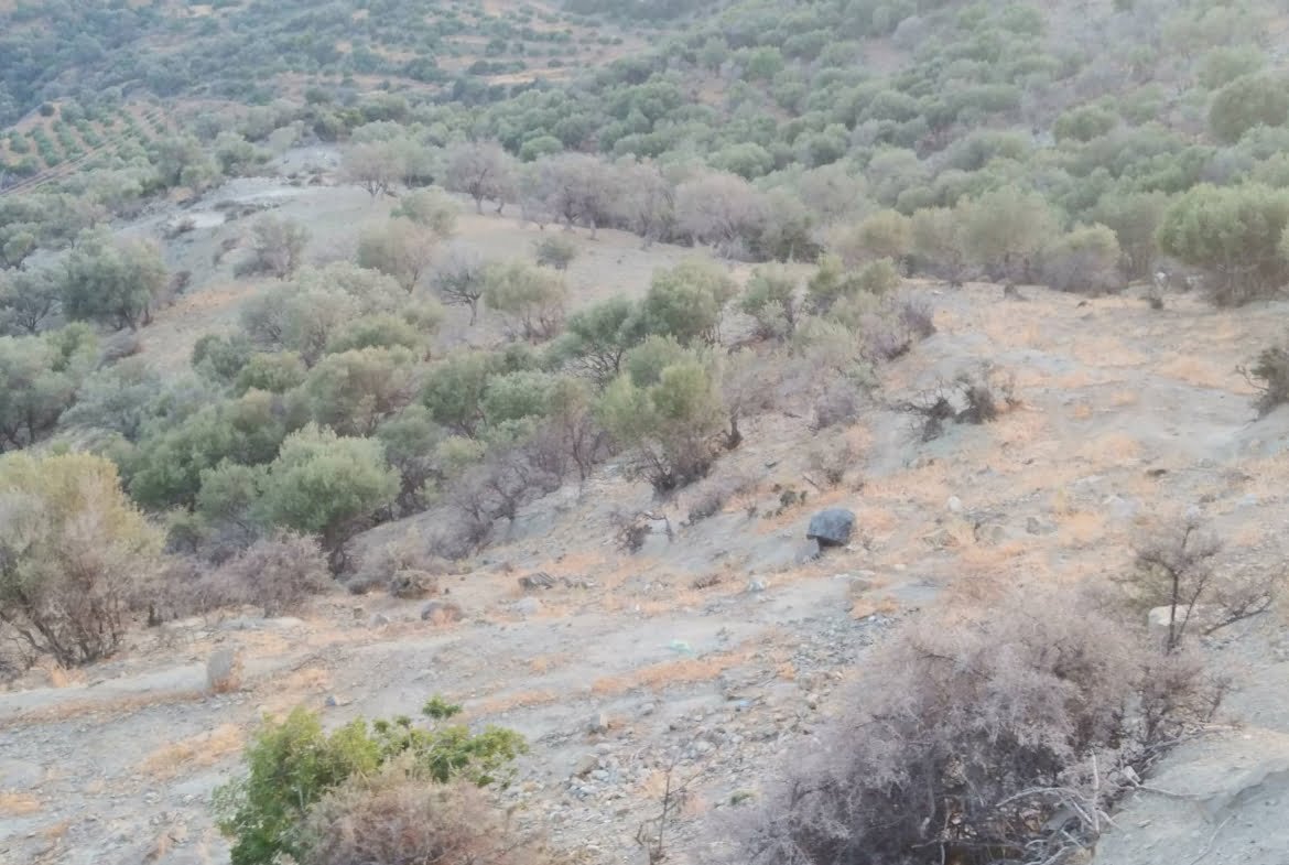 Field for sale in Agia Galini.