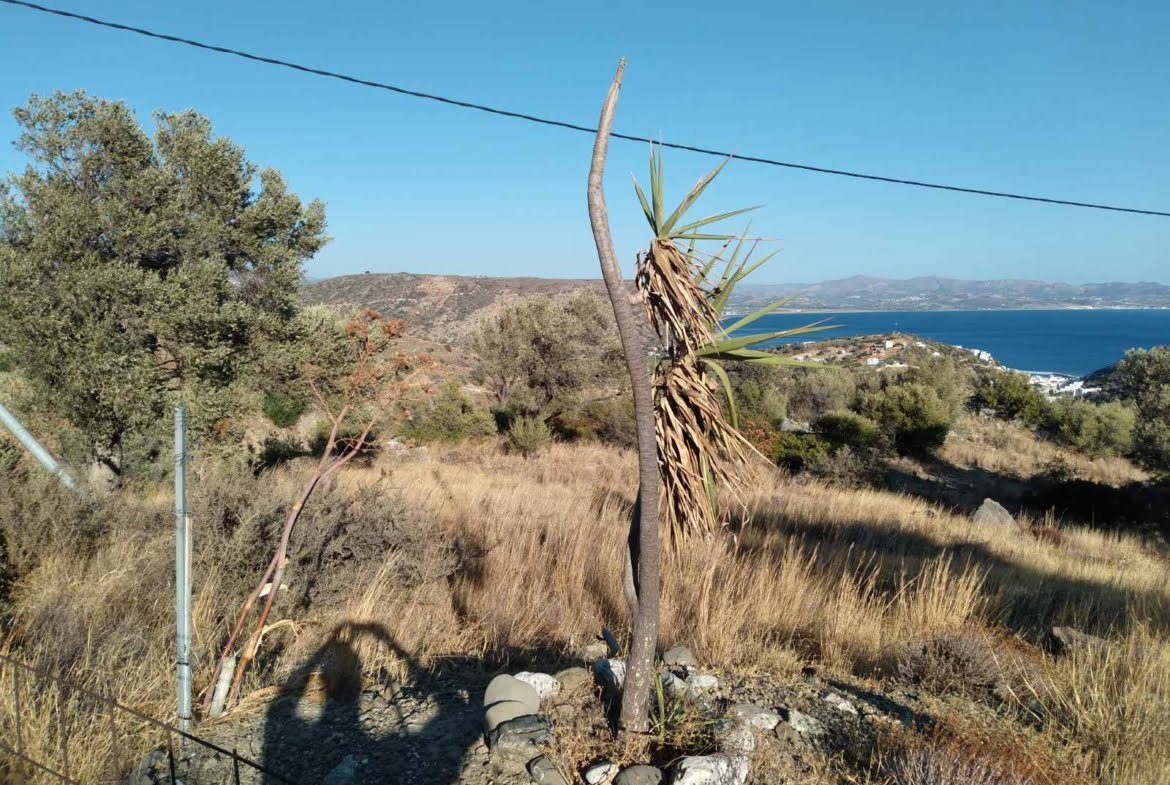 12.000 sq.m. field in Lenikos Harakas.