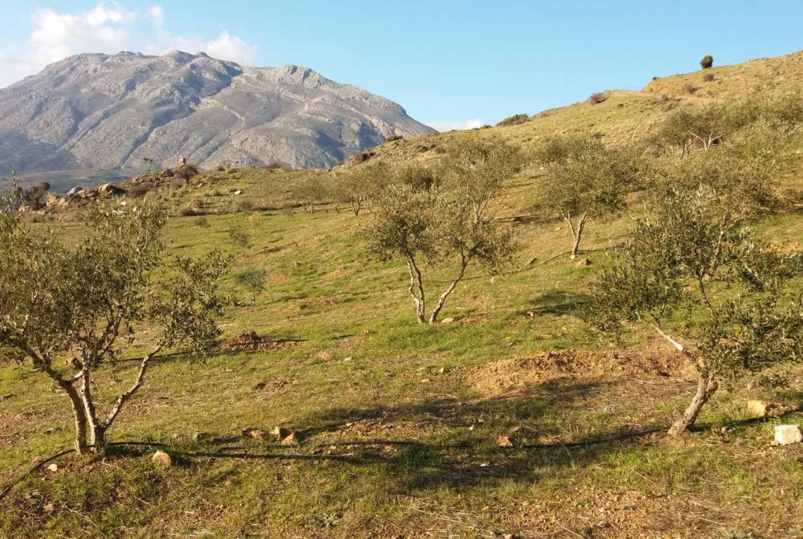 Field with a panoramic view in Sactouria.