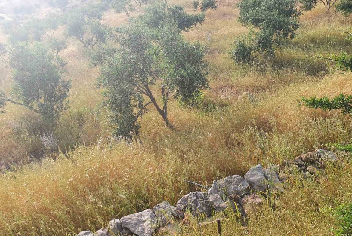 Field with a panoramic view in Sactouria.