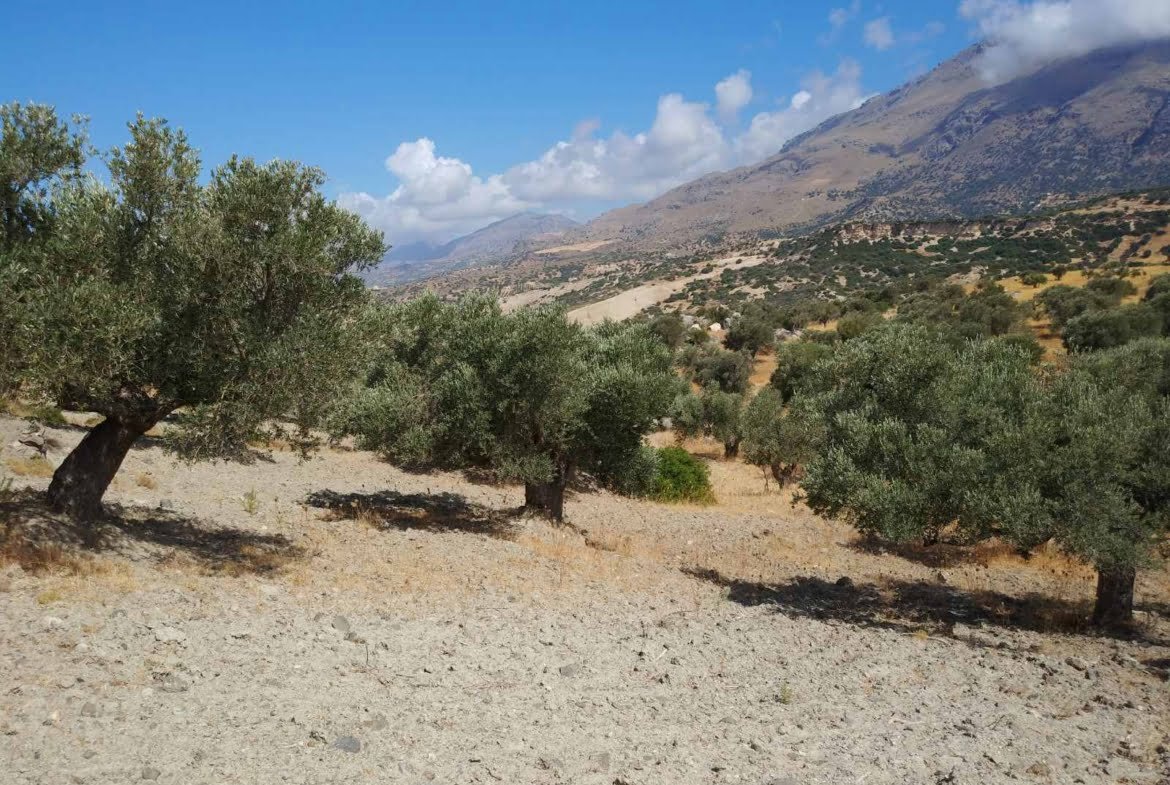 Land of 5.000 sq.m. in Agios Pavlos.
