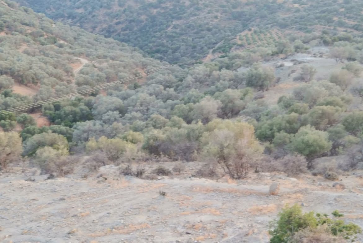 Field for sale in Agia Galini.