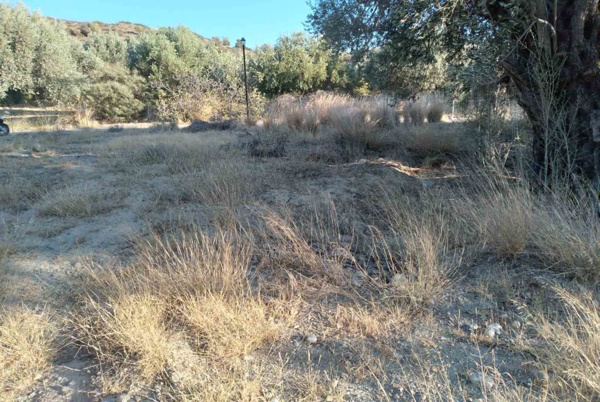 Field near the beach of Agia Galini.