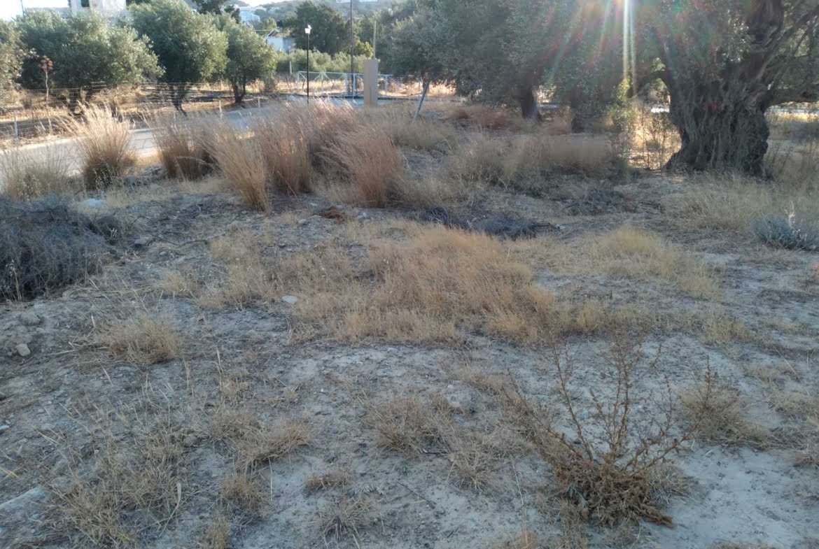 Field near the beach of Agia Galini.