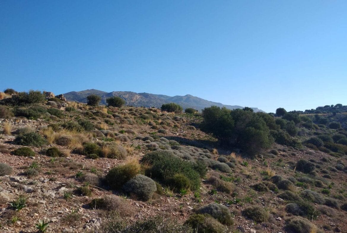 Huge plot of 11.600 sq.m. in the area of Agios Pavlos.