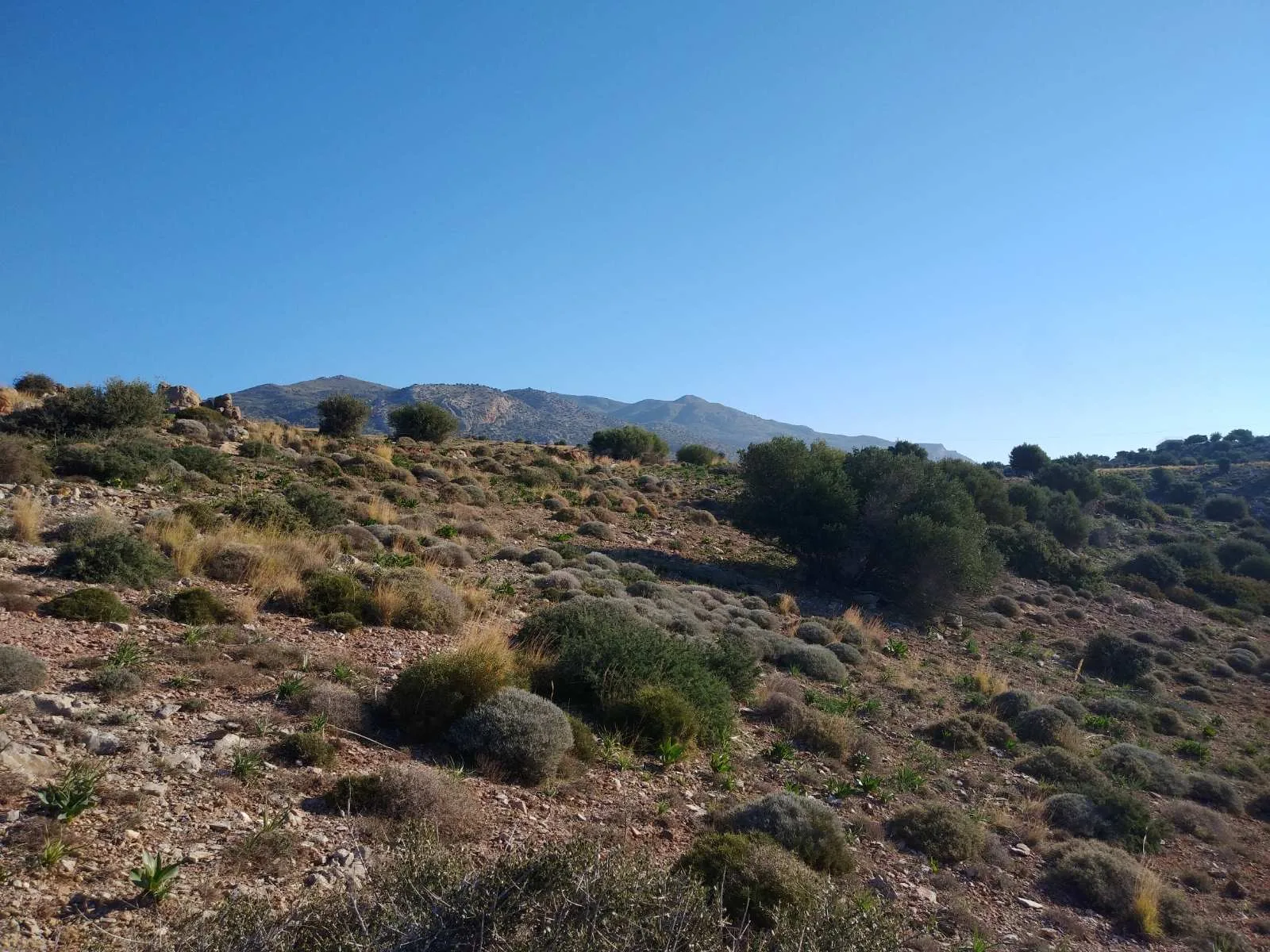 image00006 Huge plot of 11.600 sq.m. in the area of Agios Pavlos.
