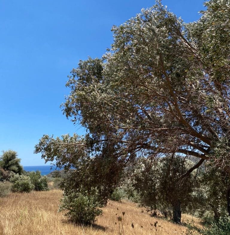 Plot of 7.095,17 sqm in Agia Galini.
