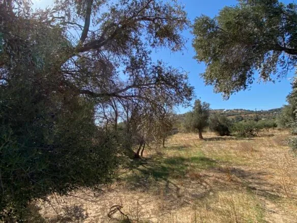 Land plot of 2.304,45 square meters in the area of Agia Galini.