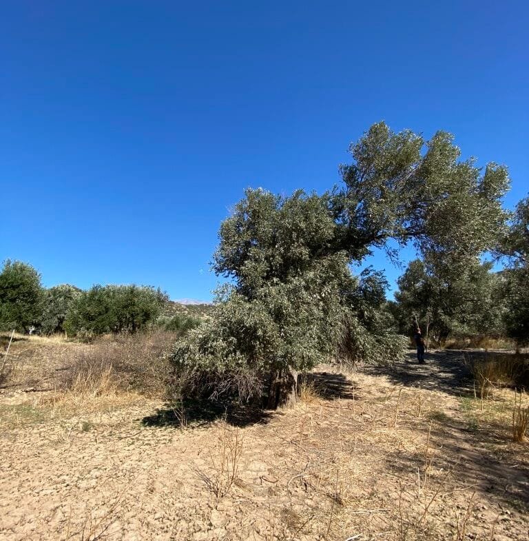 Land plot of 2.304,45 square meters in the area of Agia Galini.