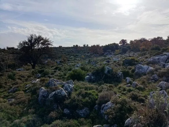 Plot of 28.000 square meters outside the settlement of Somatas, in Rethymno.