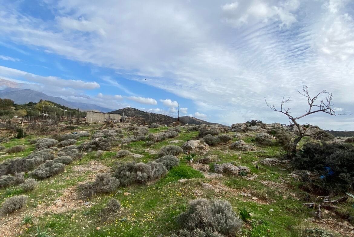Large plot of land outside the settlement of Agia Galini.