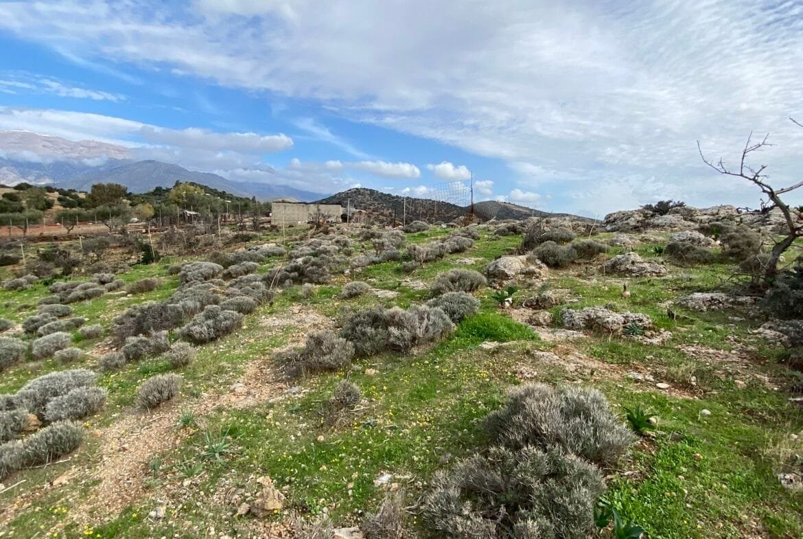 Large plot of land outside the settlement of Agia Galini.