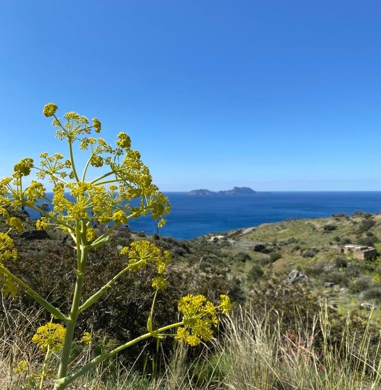 Plot of 4.068,16 square meters on the way to Agios Georgios.