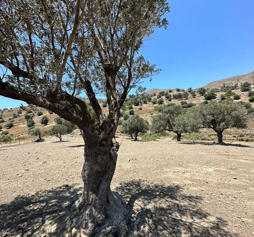 Plot of 4.136,52 square meters in Prasonisi.