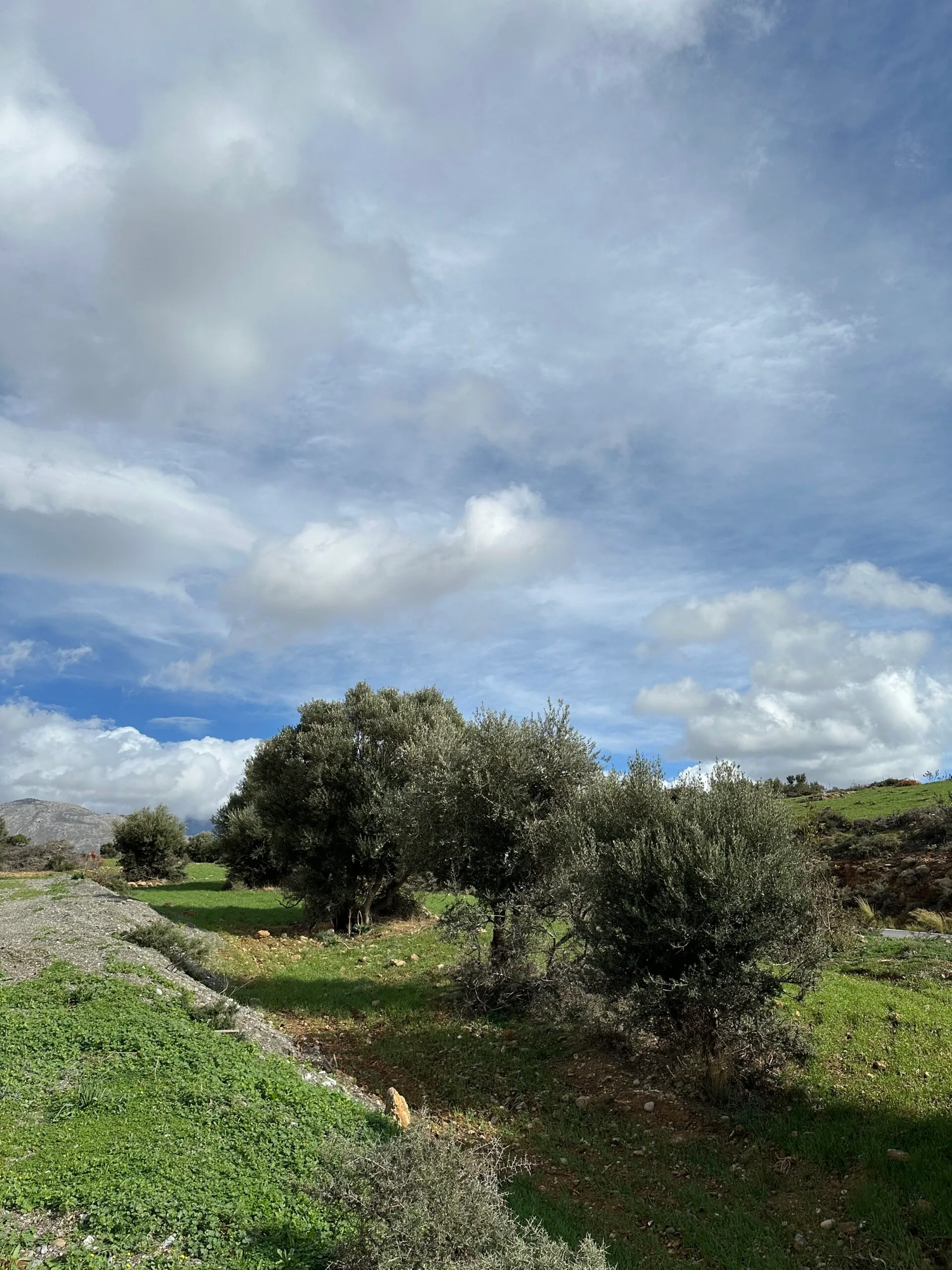 Plot of 7.145 sqm in Agia Galini.